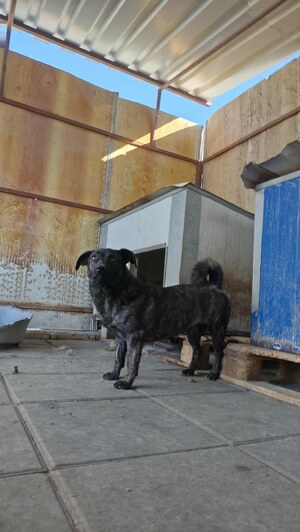 Adopter Rosy