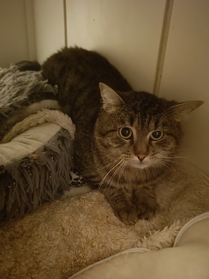 Adopter Bradley 