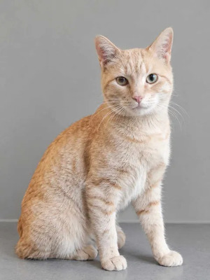 Adopter Roucky