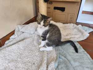 Adopter Bob