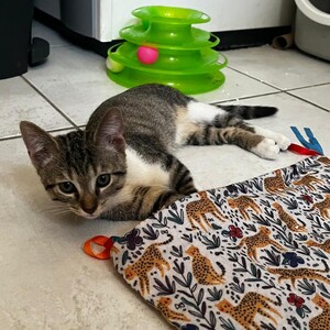 Adopter BOROMIR