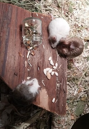 Adopter Ficelle Brindille & Boulette