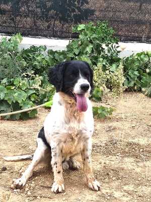 Adopter Macarrón