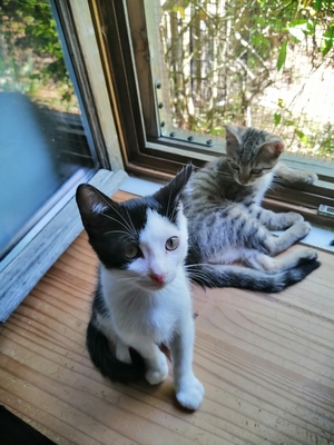 Adopter BUENO