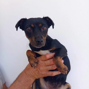 Adopter Zara