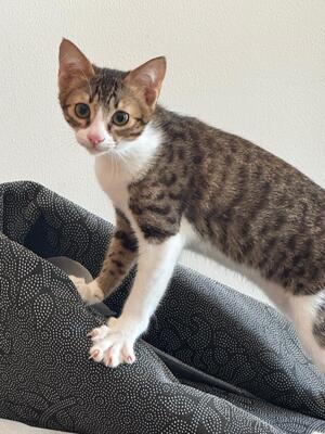 Adopter Hélia