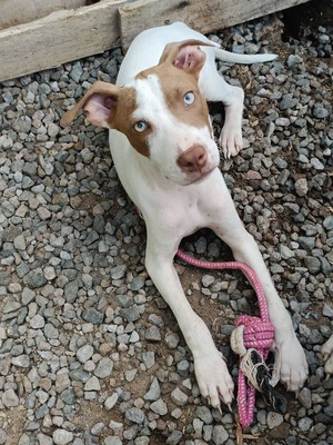 Adopter Bulle