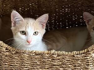 Adopter Blondie