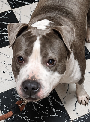 Adopter Paquita