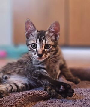 Adopter Shadows
