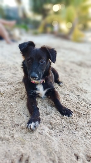 Adopter VITA