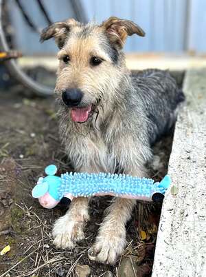 Adopter Sierra