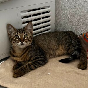 Adopter BLIZZI