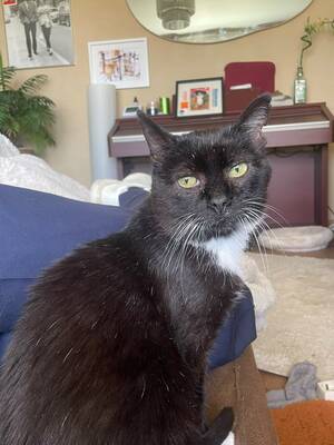 Adopter FRUHLING