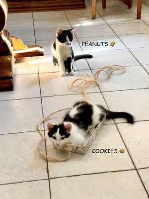 Adopter Cookie