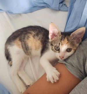Adopter Madi