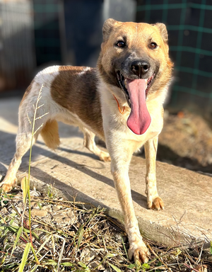 Adopter Lucien