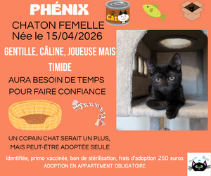 Adopter Phénix