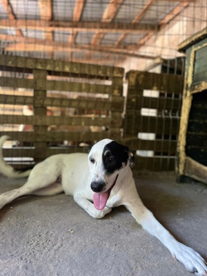 Adopter Tasha