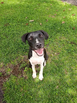 Adopter Bora
