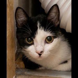Adopter Naya