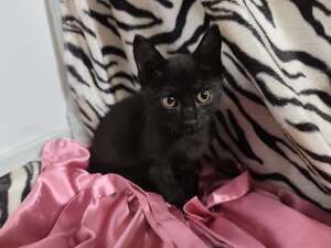 Adopter Bricole 