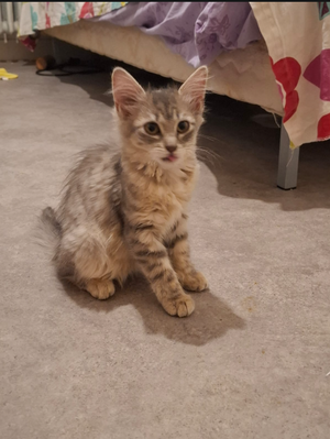 Adopter Breeze
