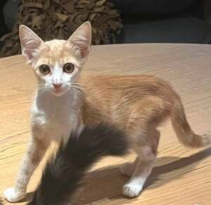 Adopter D'Artagnan