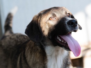 Adopter Hipo