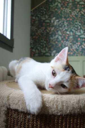 Adopter Ponda