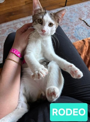Adopter RODÉO 