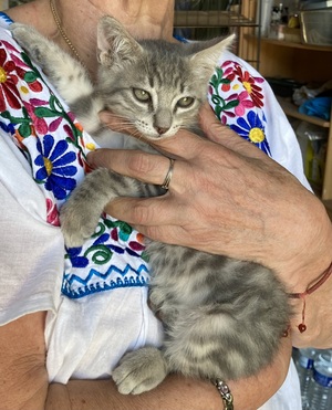 Adopter Spirou