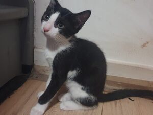Adopter Six