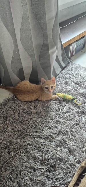 Adopter BOUDDHA