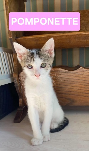 Adopter Mimo et Pomponette 