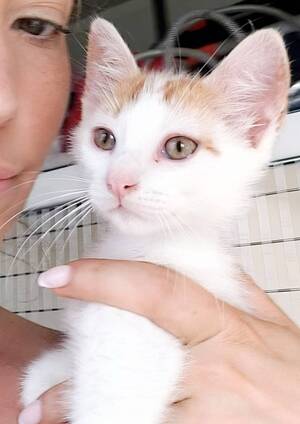 Adopter IRIS