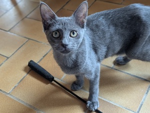Adopter BALINA