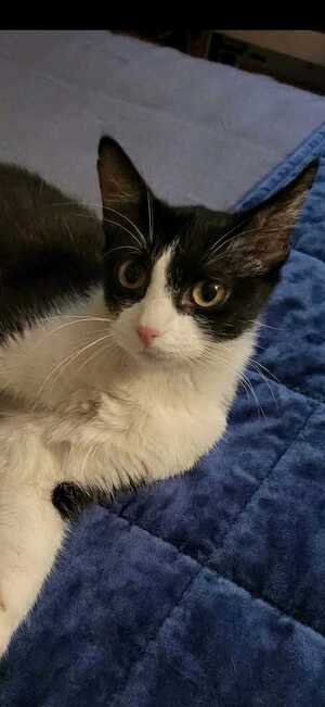Adopter Stella