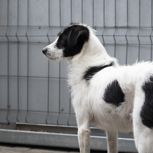 Adopter Thelma