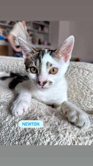 Adopter Newton 