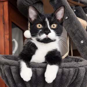 Adopter Crapule 