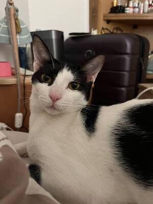 Adopter Elias