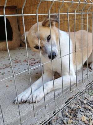 Adopter Honey