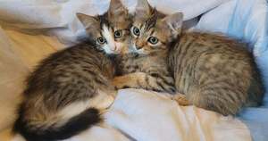 Adopter Birdie & Balthazar
