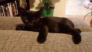 Adopter Bentley
