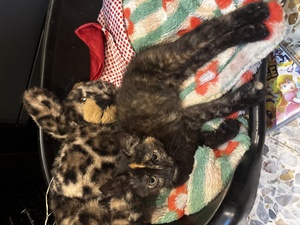 Adopter Bonnie