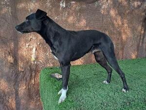 Adopter Helio