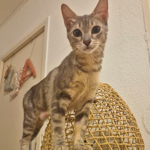 Adopter NIMUE
