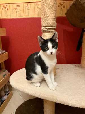 Adopter Charlot