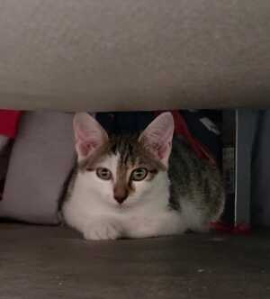 Adopter BOUILLOTTE